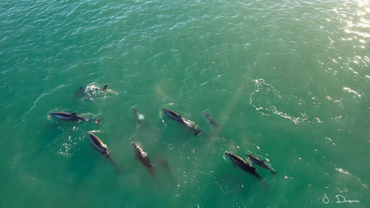 Charente-Maritime : le jour où une trentaine de dauphins a fait le spectacle à fort Louvois