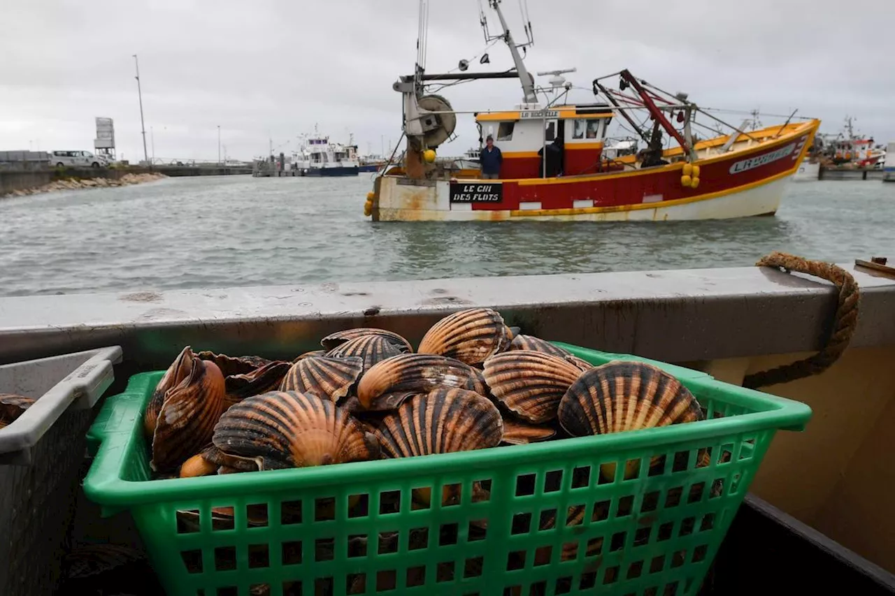 Pêche : la coquille Saint-Jacques française bat de nouveaux records d’abondance