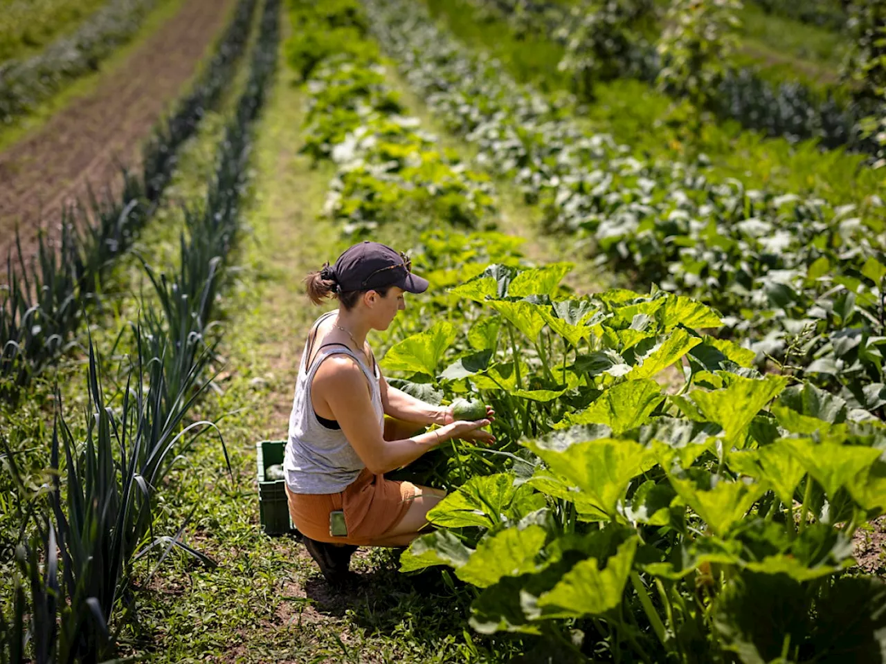 Leichter Rückgang der Lernenden in der Landwirtschaft