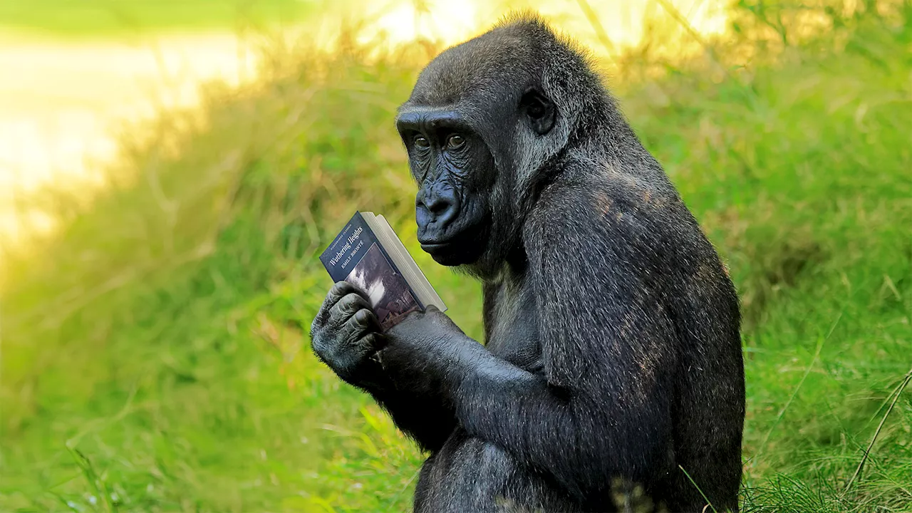 Zoo Gorilla Looks Bored Out Of Mind Reading ‘Wuthering Heights’