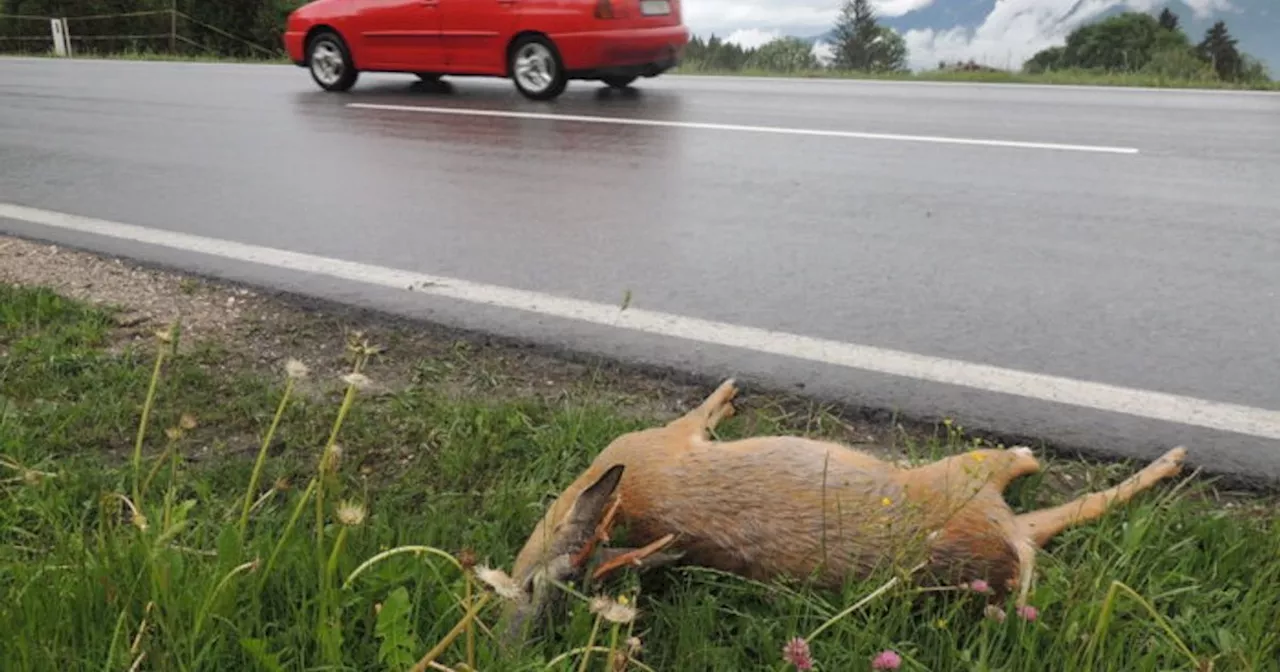 Knapp 1600 tote Tiere auf Tirols Straßen: Klimawandel erhöht Unfallrisiko für Pendler