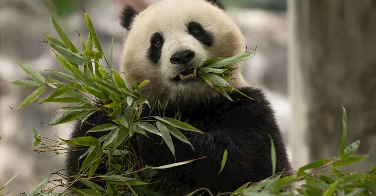 Novos pandas chegam ao Zoológico Nacional de Washington, nos EUA