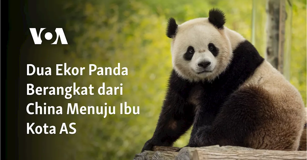 Dua Ekor Panda Berangkat dari China Menuju Ibu Kota AS