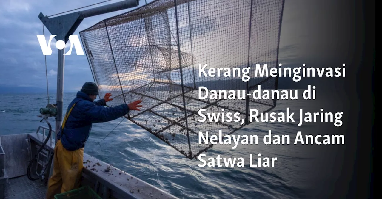 Kerang Meinginvasi Danau-danau di Swiss, Rusak Jaring Nelayan dan Ancam Satwa Liar