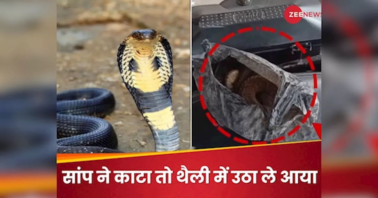 मुझे सांप ने काटा, प्लीज सुई लगा दीजिए... King Cobra को थैली में लेकर अस्पताल पहुंचा नशेड़ी