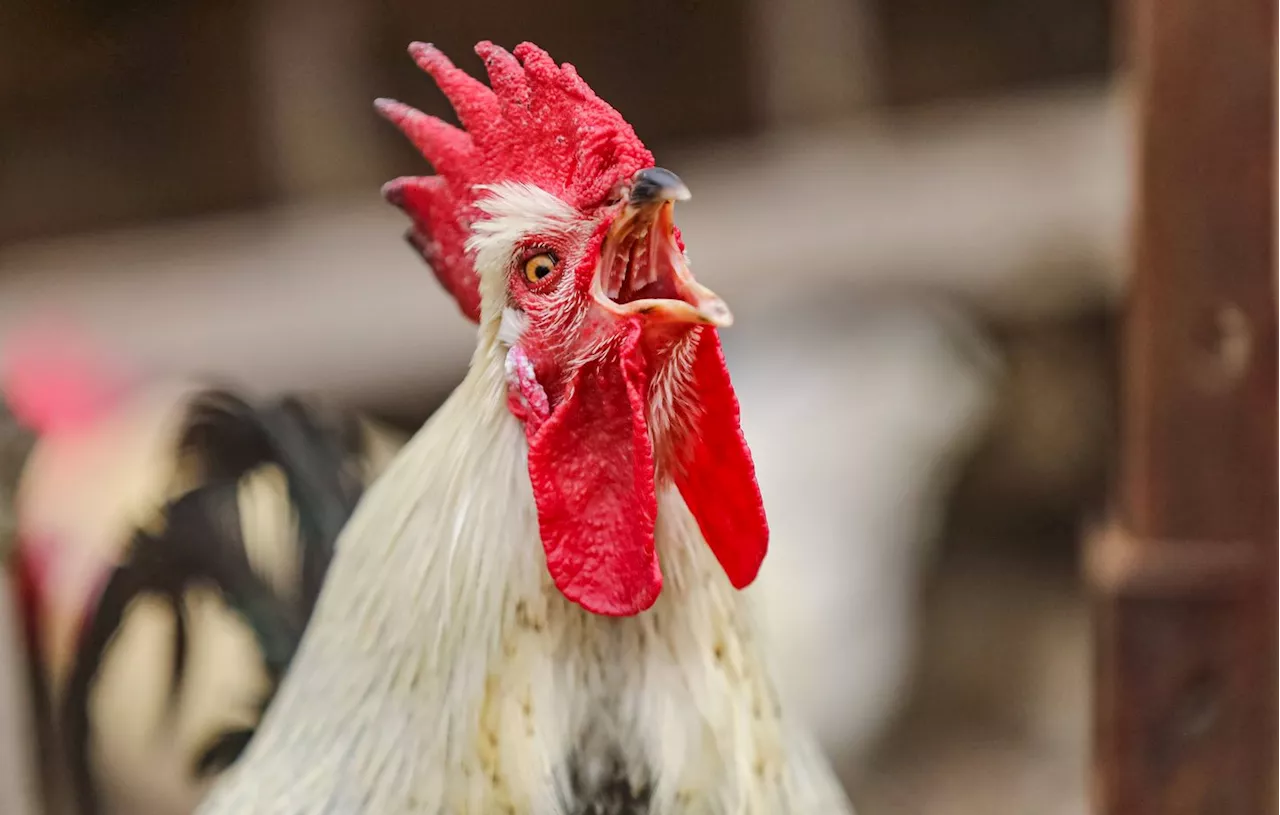 Isère : Un couple assigné au tribunal par ses voisins exaspérés par le chant de son coq