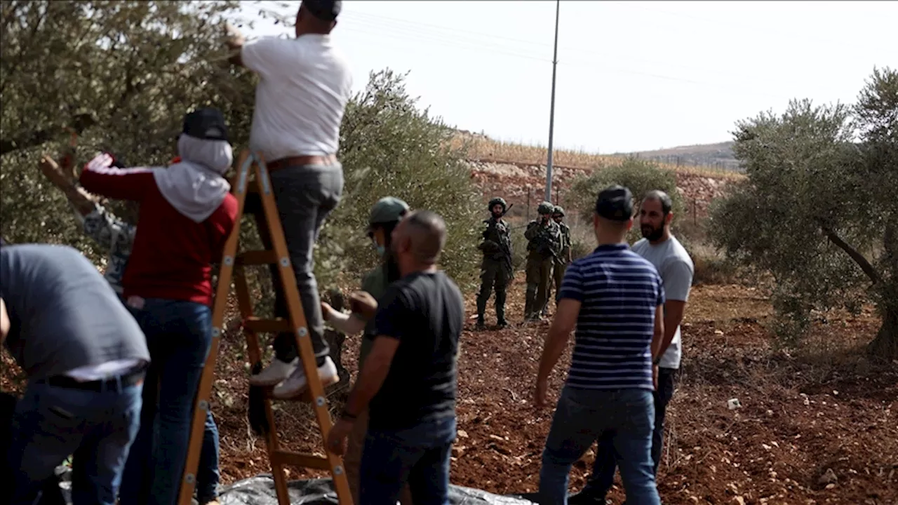 بـ'الفزعة'.. الفلسطيني عودة يتحدى المستوطنين ويقطف زيتون الضفة