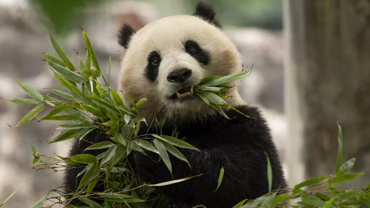 Pandas Qing Bao, Bao Li in DC and headed to National Zoo after FedEx flight dubbed 'Panda Express'