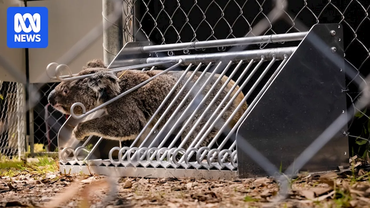 Queensland to trial 'koala doggy doors' for one-way access to breeding spots and marsupial road safety