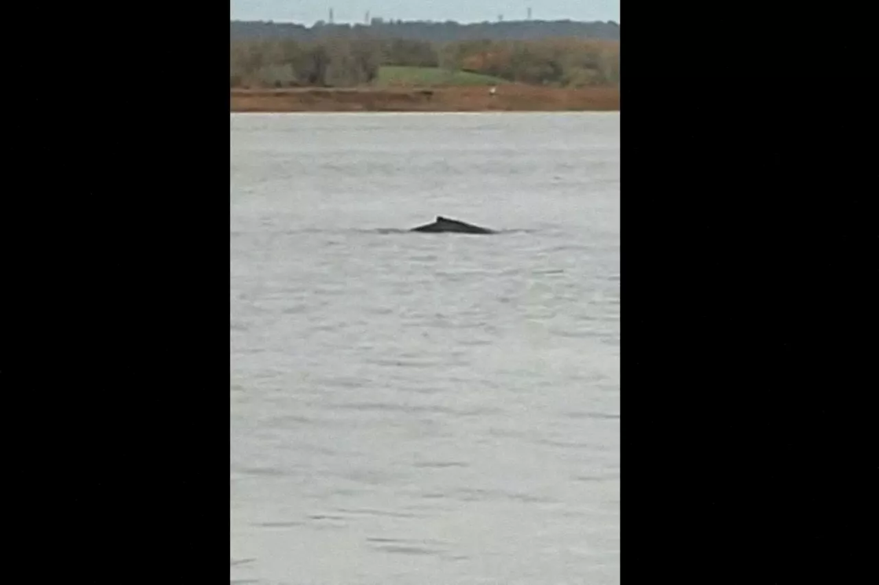 Une baleine à bosse aperçue dans l'estuaire de la Seine : « Elle a l'air en forme, on la surveille »