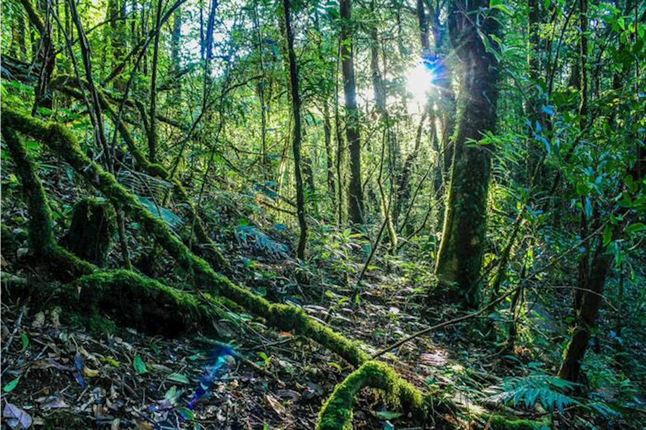 Il 75% delle foreste non è tutelato, urgenti nuove contromisure