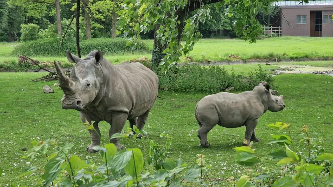 Augsburger Zoo: Nashorn Kibibi eingeschläfert.