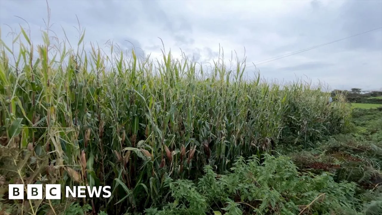 Guernsey Farmers Reap 'Bumper Crop' Thanks to Abundant Rainfall