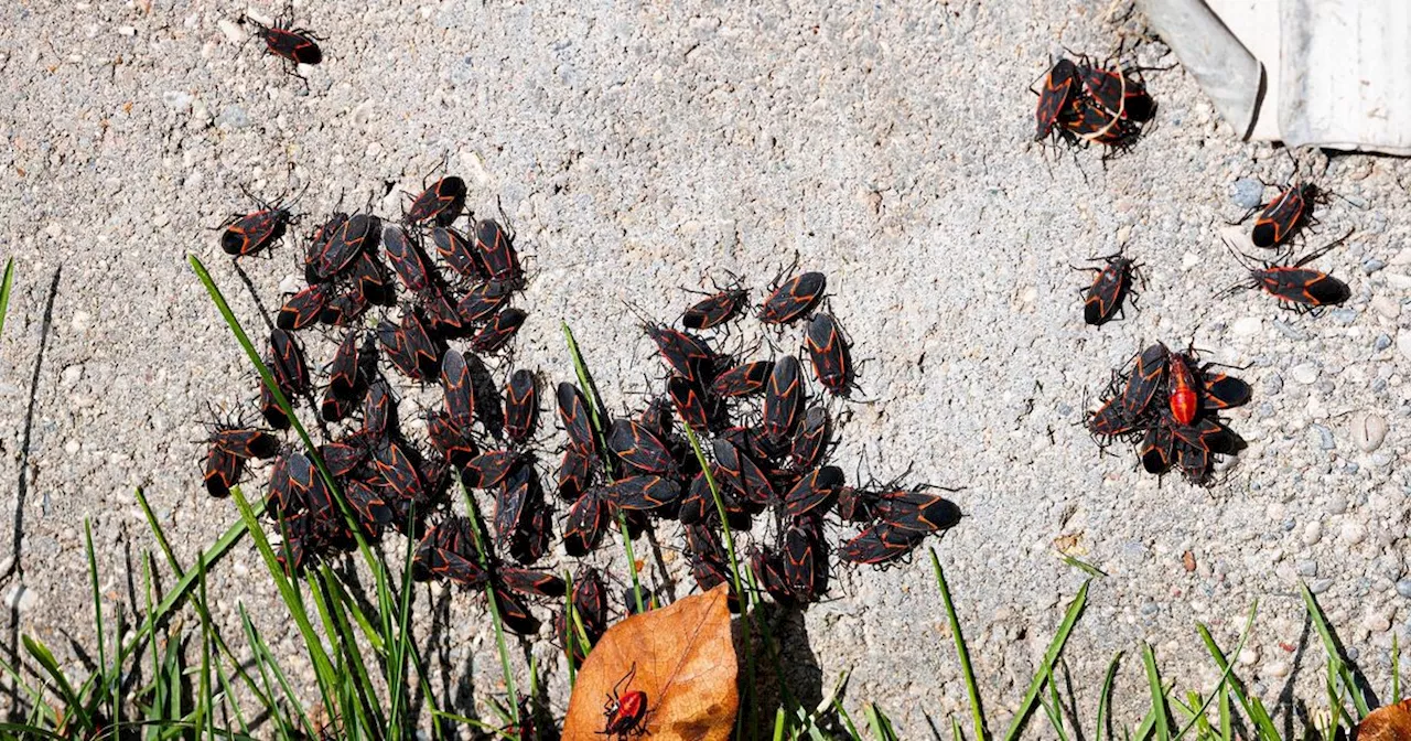 Boxelder Bugs Invade Ontario Homes This Fall