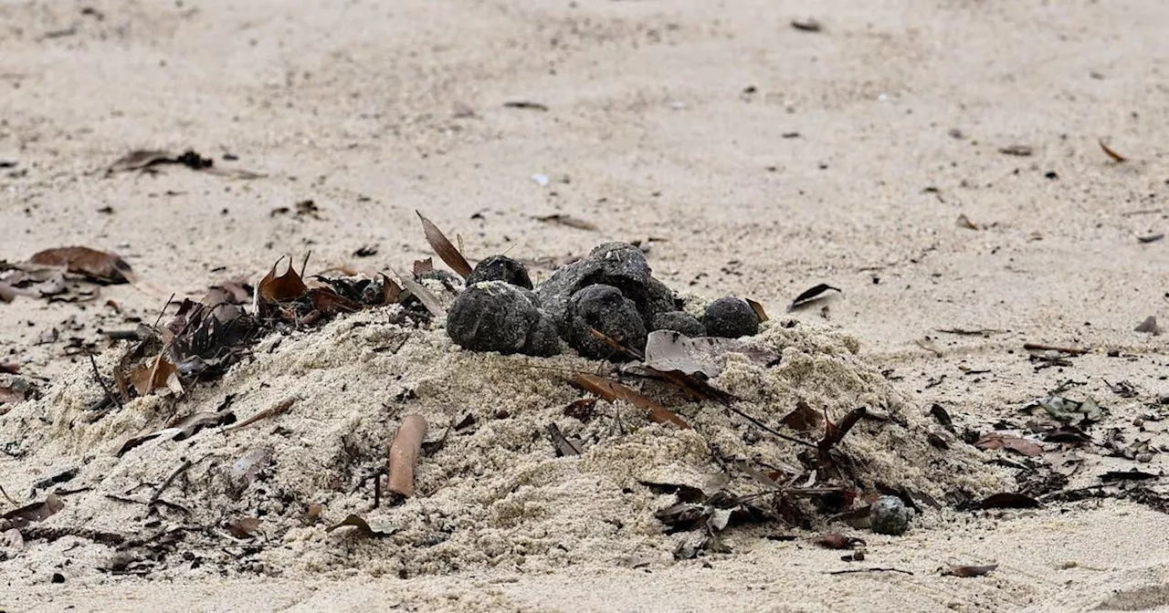 Beliebter Strand muss wegen «mysteriöser» Kugeln schliessen