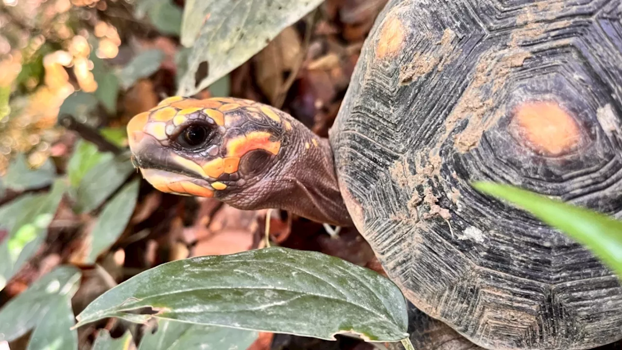 Más de 9.000 animales de fauna silvestre han sido recuperados en el Valle de Aburrá