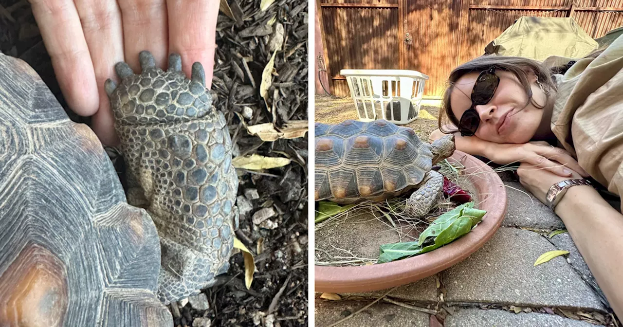 This Woman Has Become True Besties With A Sonoran Desert Tortoise She Recently Adopted