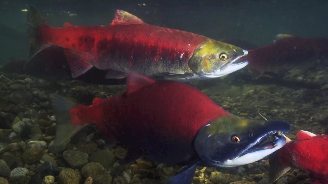 Pacific salmon are returning to rivers and streams in BC