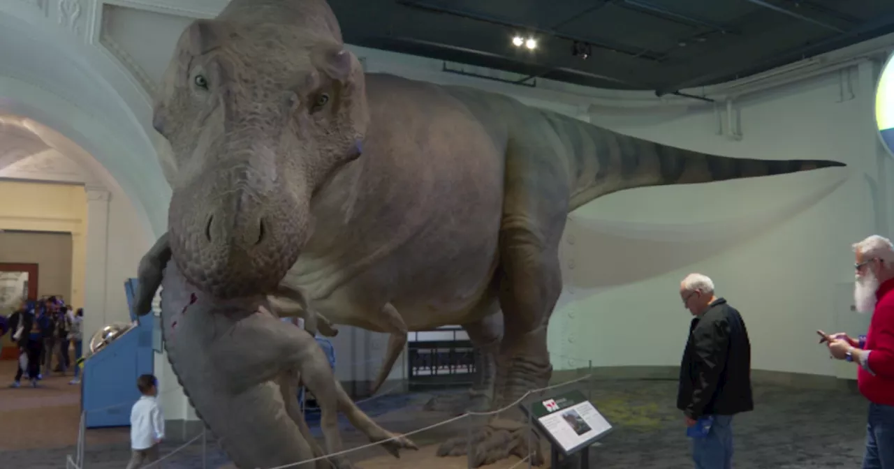 Lifelike model of Sue the T. Rex returns to Chicago's Field Museum