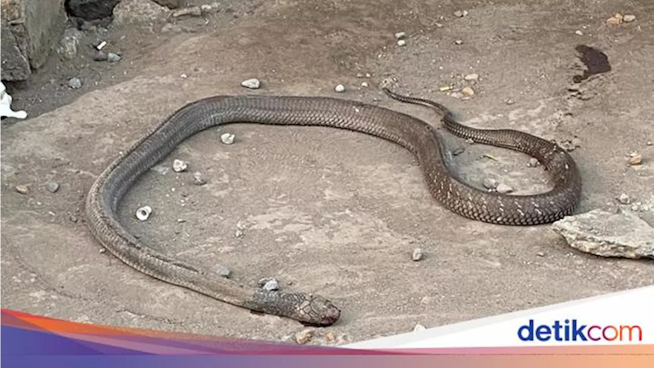 Segera Periksa! Ini 6 Tempat Persembunyian Ular di Rumah