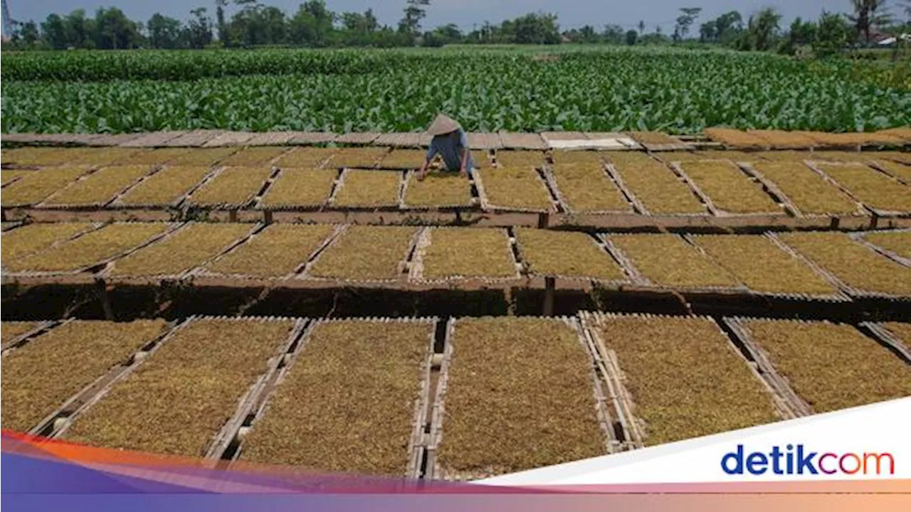 Aturan Pengetatan Tembakau Bisa Ancam Industri, Buruh Ikut Waswas