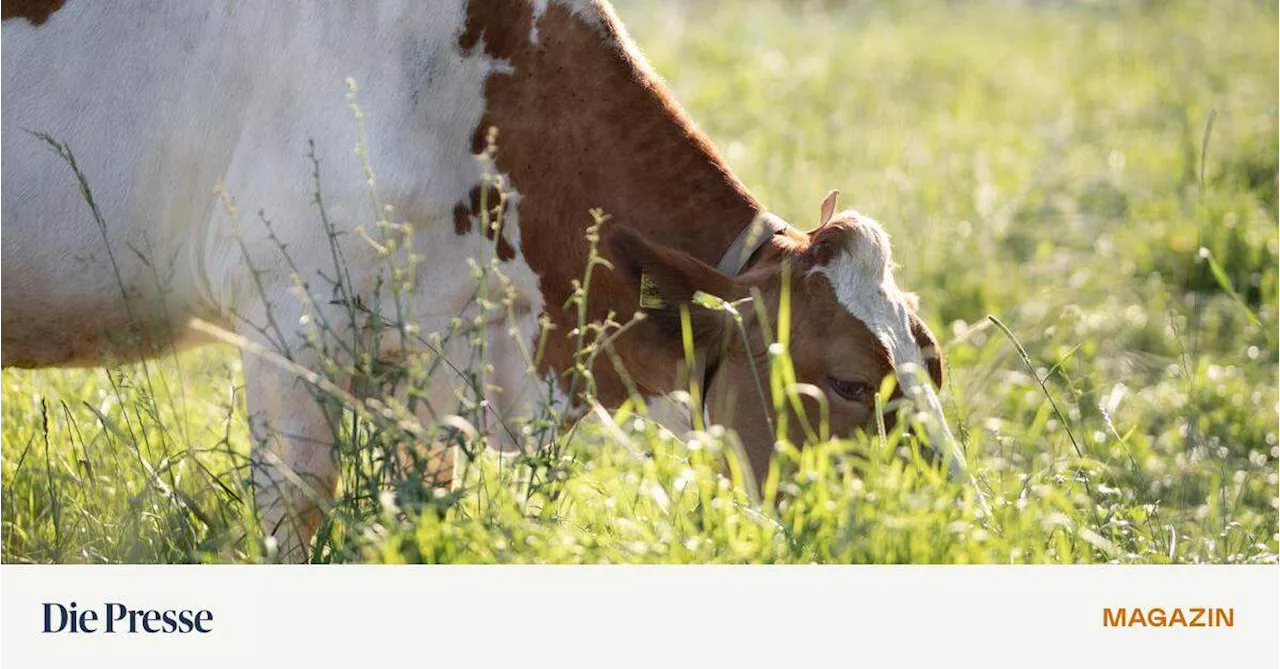 Wie nachhaltig ist Österreichs Landwirtschaft wirklich?