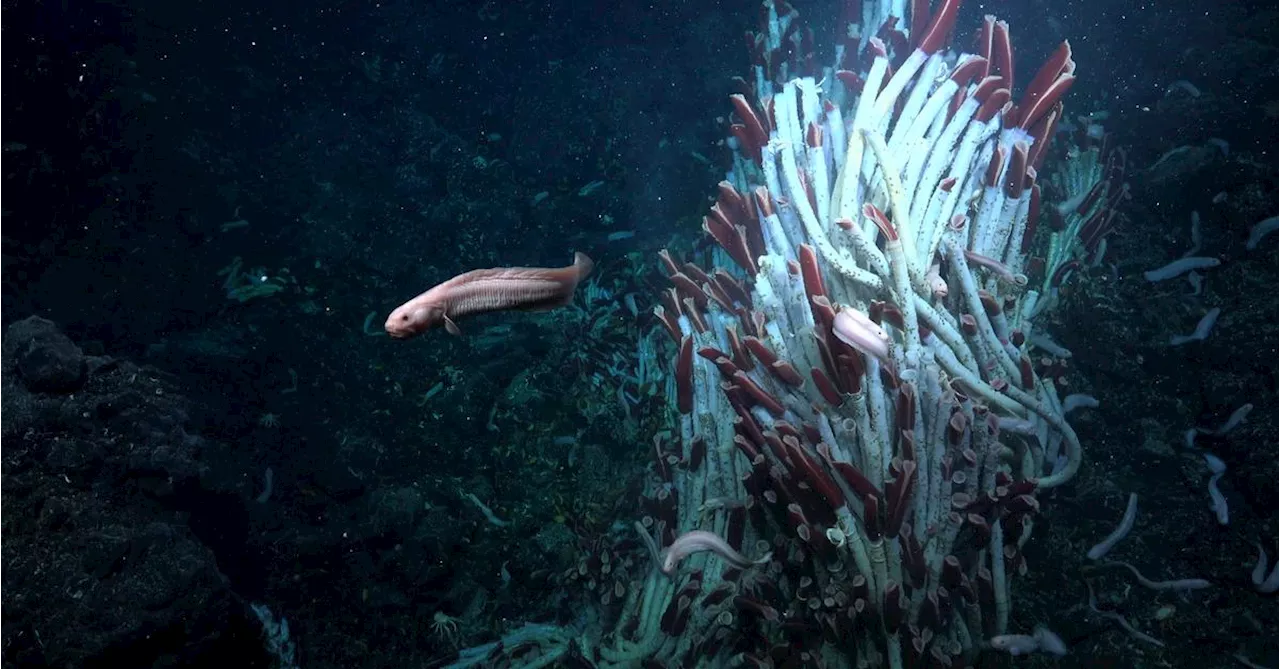 Zwei Entdeckungen: Süßwasserfische breiten sich mit Vogelhilfe aus.