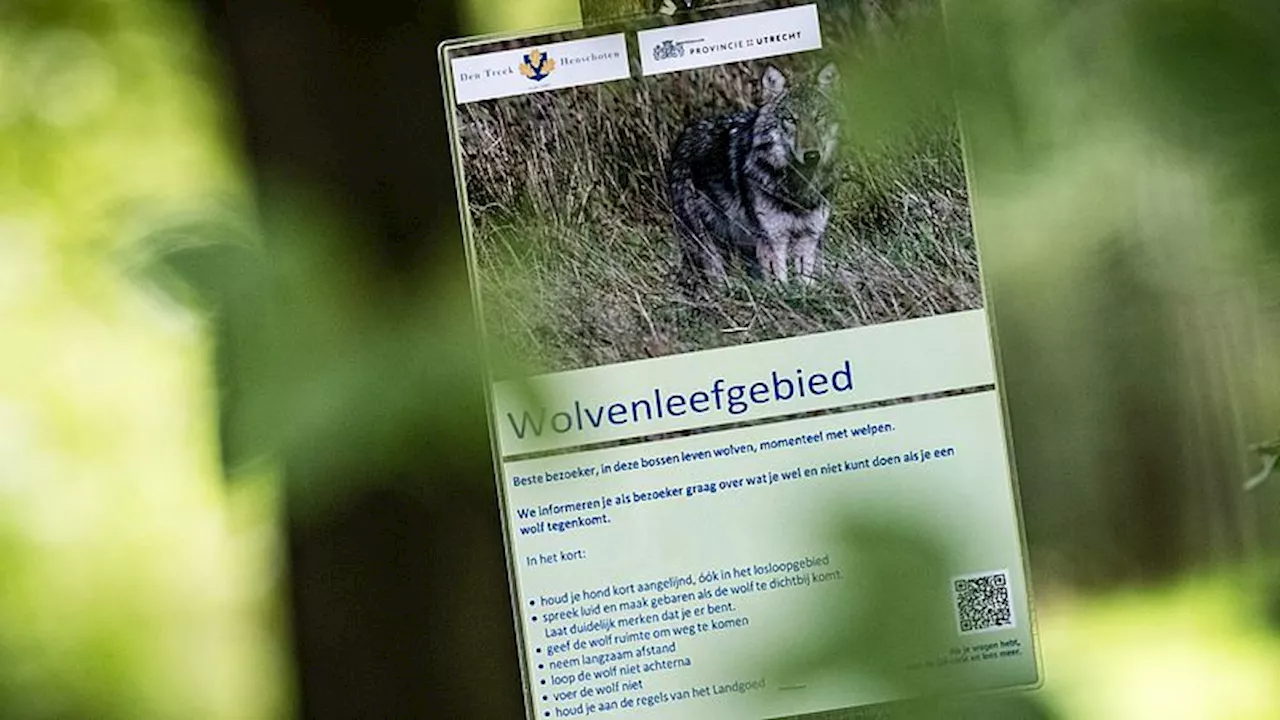 Wolven in Zwiggelte: 'Bijna niemand komt meer buiten'