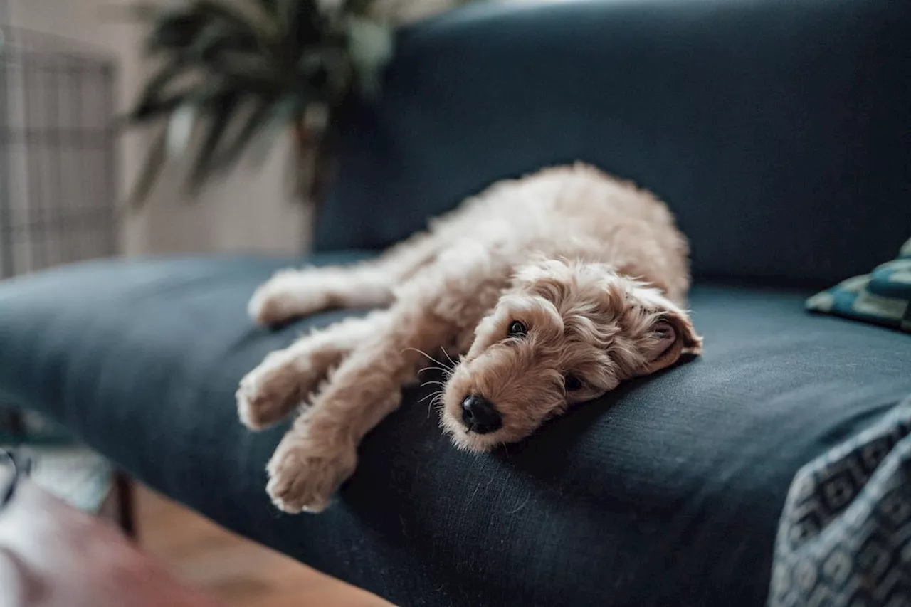 ¿Los perros también tienen depresión o es solo una cuestión humana?