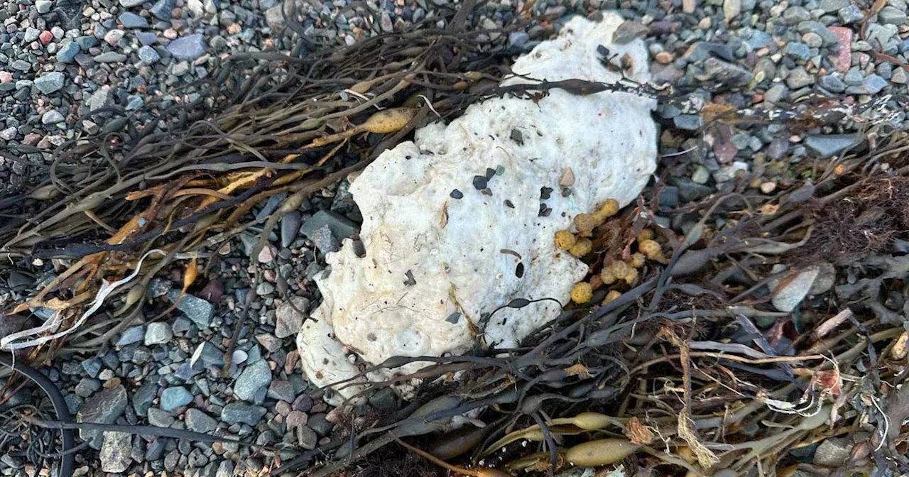 Scientists Baffled by Gooey Blobs That Keep Washing Up on a Beach