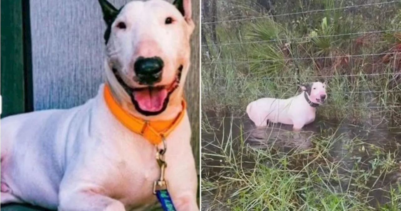 Florida man arrested for leaving dog tied to fence during Hurricane Milton 