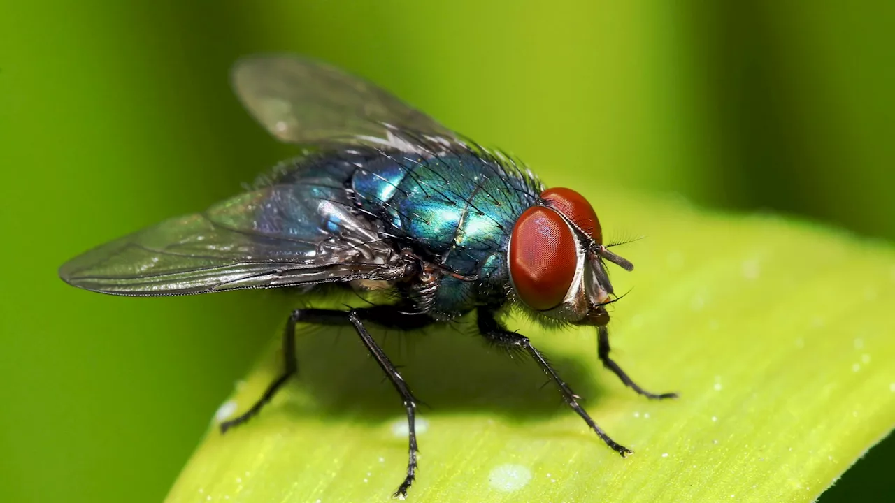 Beweise werden aufgefressen - Klima-Schmeißfliege erschwert Aufklärung von Morden