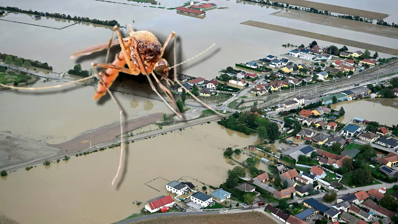 Stechen jetzt zwei Wochen lang - Späte Plage: 500 Milliarden Gelsen nach Hochwasser