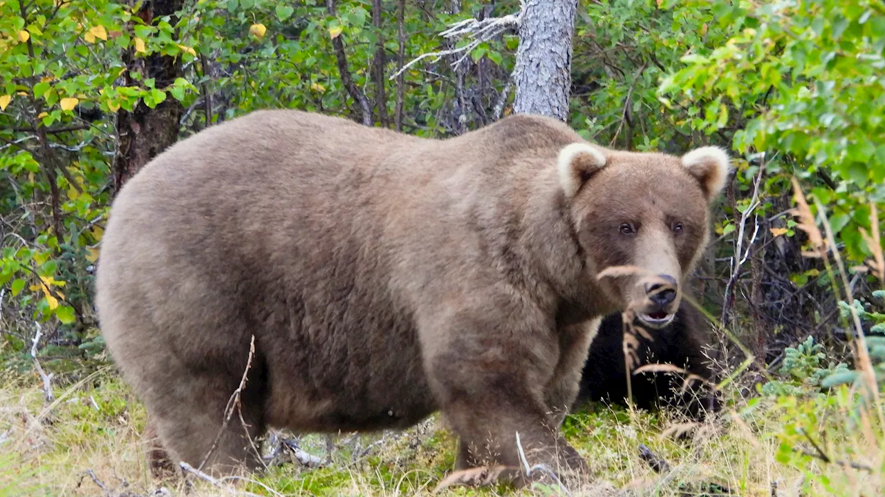  Winterspeck! Sie ist der dickste Bär in Alaska