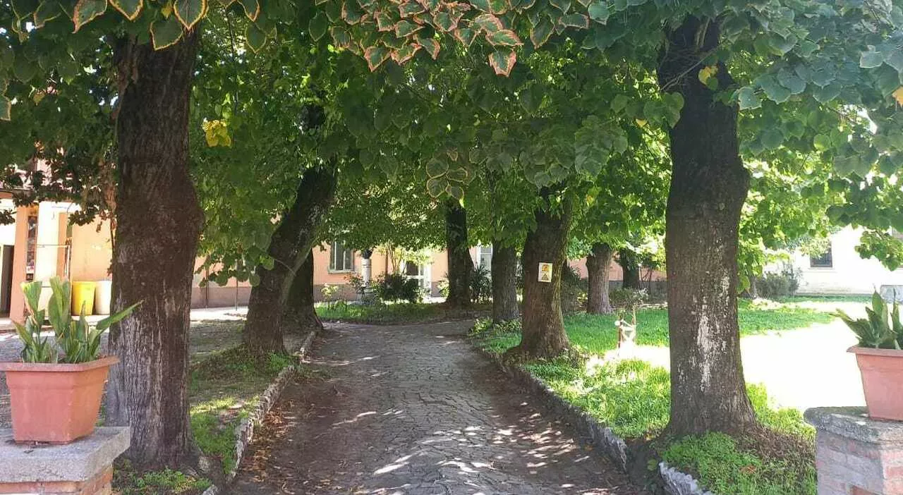 Taglio degli alberi al Midossi, la soprintendenza blocca tutto. Eichberg: Mancano le autorizzazioni