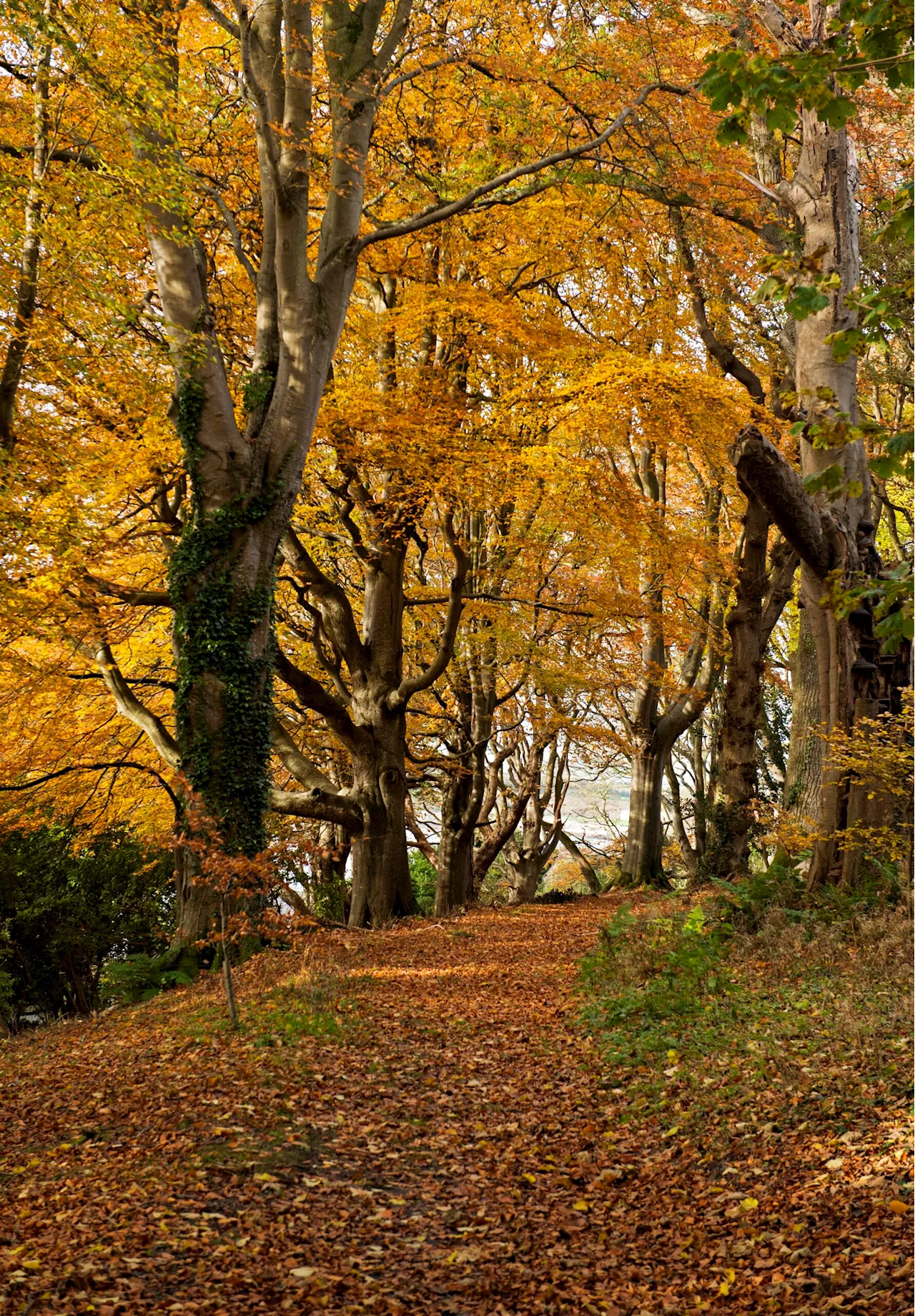 The best gardens in Ireland to seek out the most spectacular foliage displays