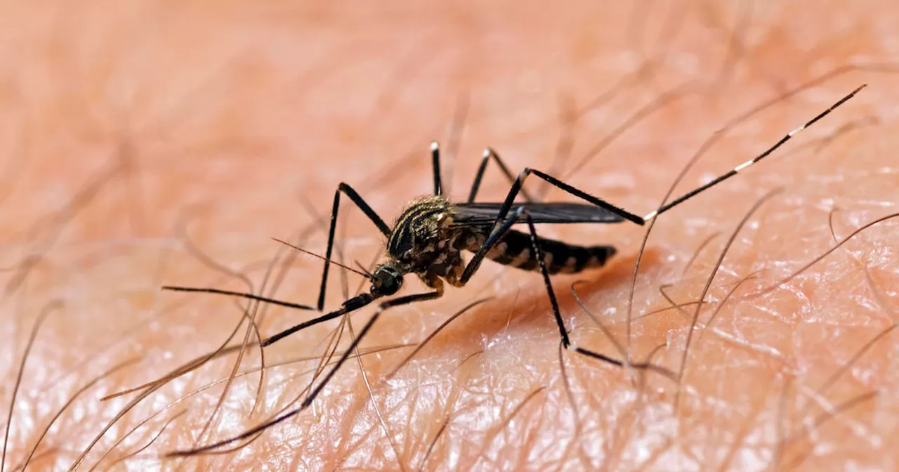 More invasive Aedes ageypti mosquitoes found in Pleasanton; inspections underway