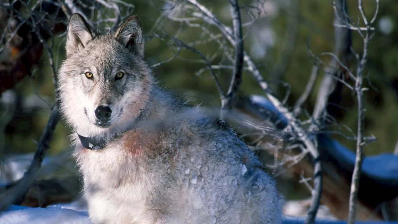 Questions 'remain unanswered' in use of $5.13M to delist wolves, Utah audit finds