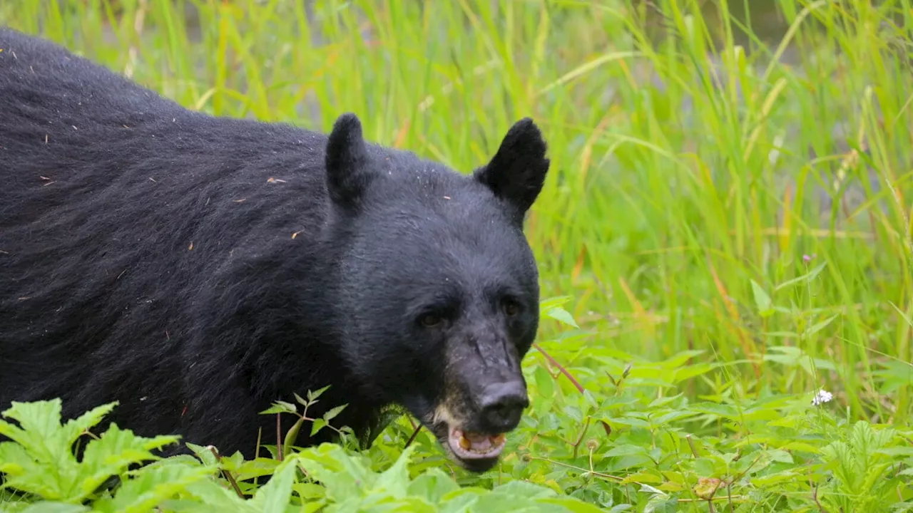 Wildlife official says city trash management ordinance needs improvement as busy bears make trouble