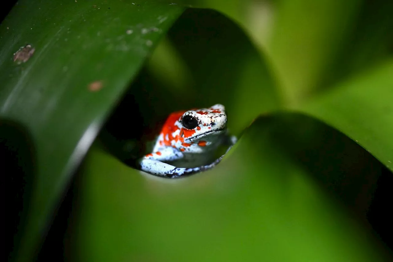 Un marché légal d'amphibiens, «solution» pour assécher le trafic en Colombie