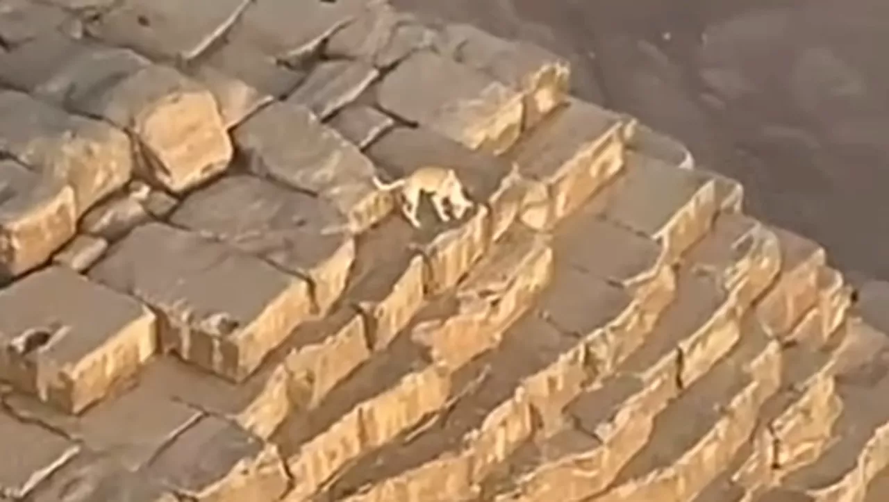 VIDÉO. 'Il aboyait contre les oiseaux' : scène totalement insolite, un chien filmé au sommet d’une pyramide ég