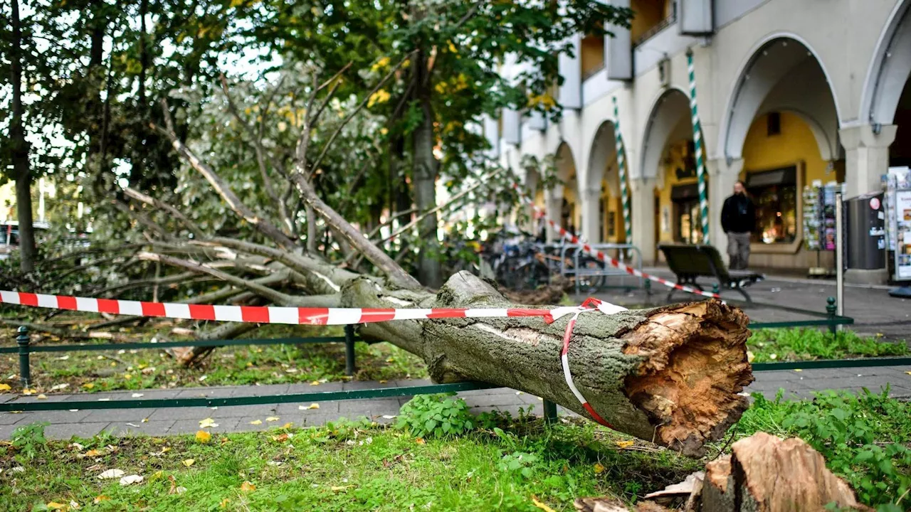 Bäume im Nikolaiviertel umgestürzt: So lange wusste das Amt Bescheid