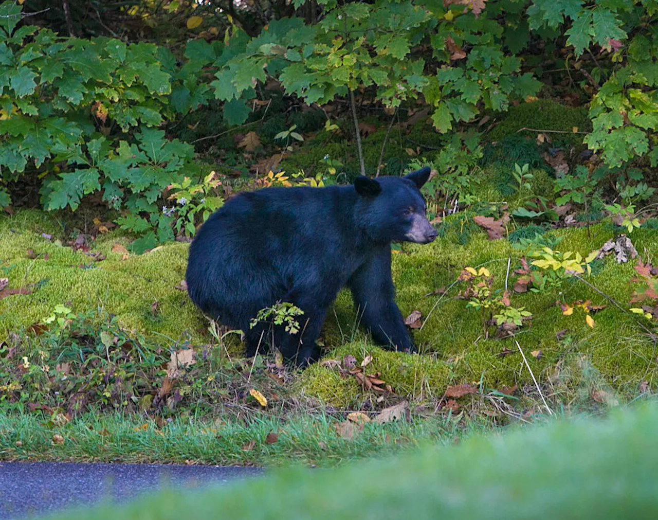 Ten Likely Suffer From Trichinellosis After Bear Meat Gathering in North Carolina