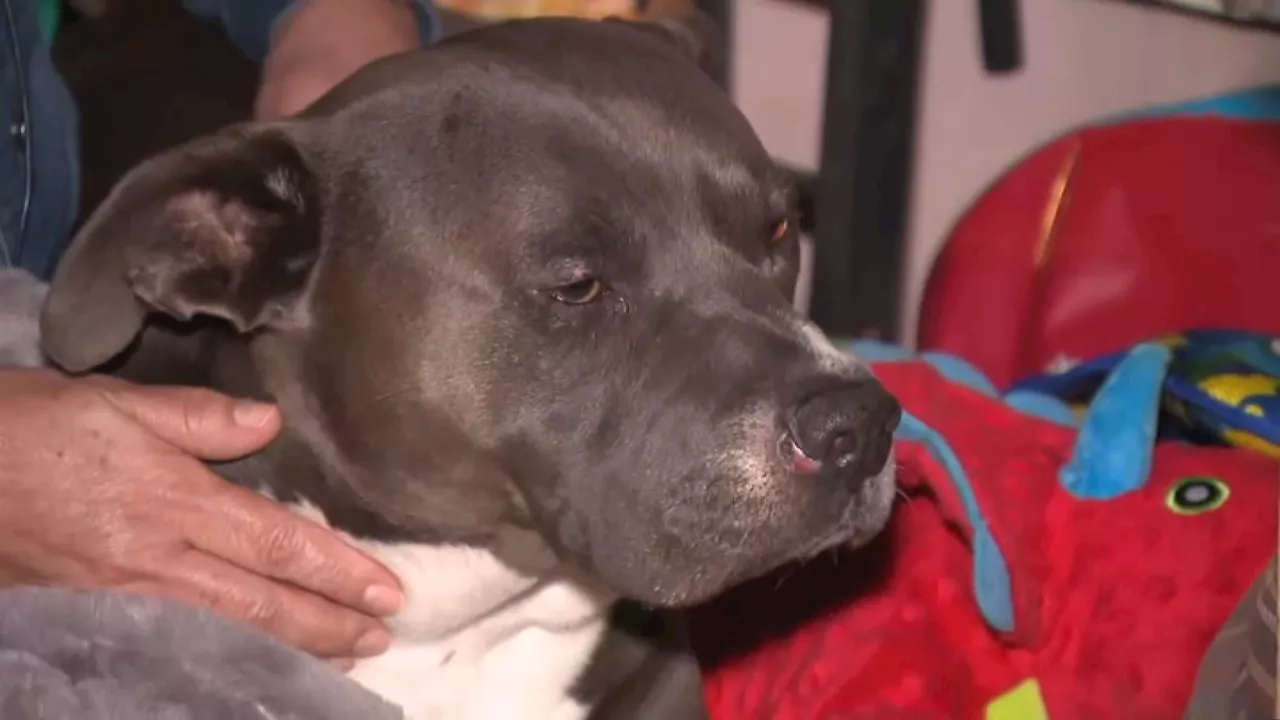 Burbank Family Fights To Save Dog From Euthanasia After Bite, Claiming Self-Defense