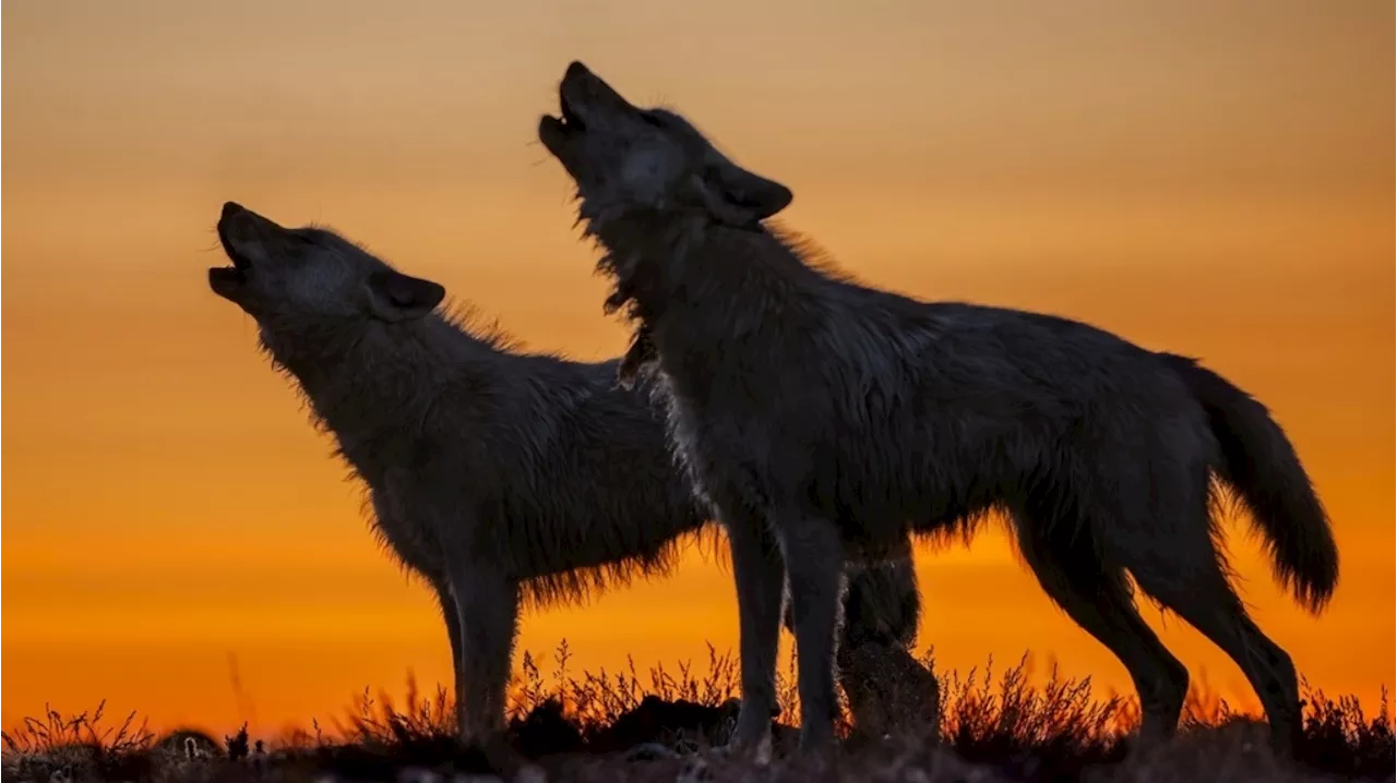 Raise a howl: Wolf Awareness Week trots into the Natural History Museum