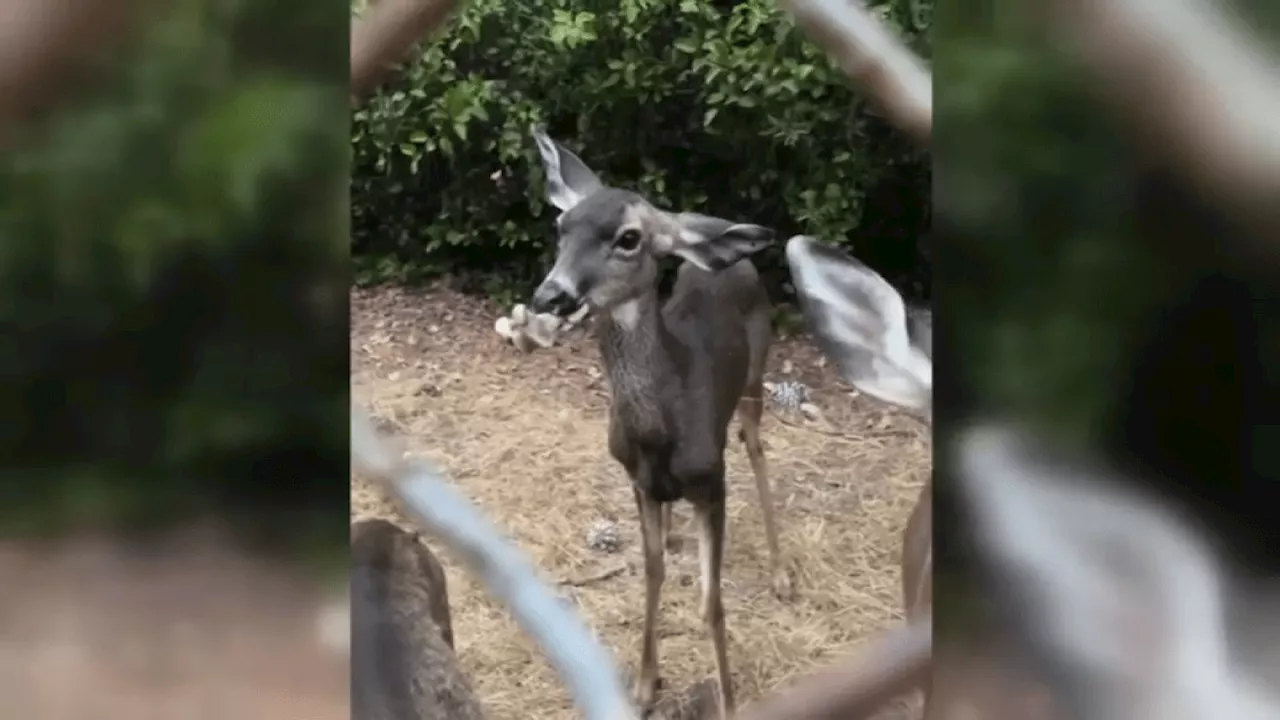 Wildlife agents are trying to save Hollywood Hills deer with bone stuck in her mouth