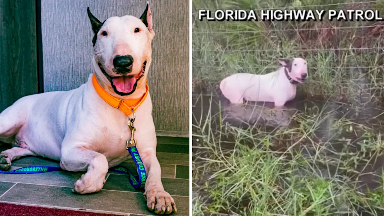 Owner of dog abandoned amid Hurricane Milton faces animal cruelty charge