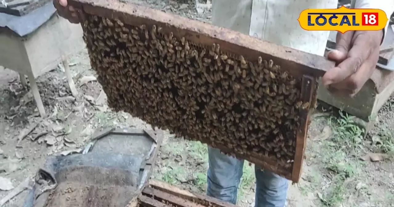 Beekeeping: बाह्य परजीवी किट से मधुमक्खी को ये नुकसान, जानें कैसे करें पहचान