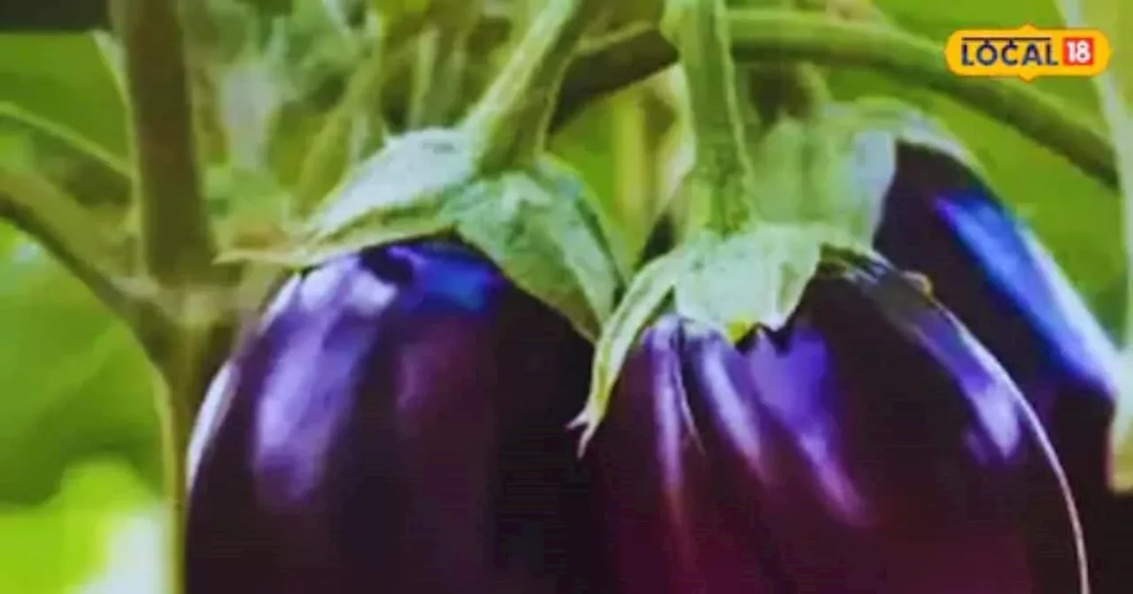 Brinjal Cultivation: 3 बीघा जमीन में बैंगन की खेती, मुनाफा 4 लाख का; बाजार में भारी डिमांड