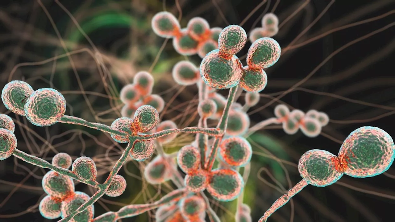 Candida Overgrowth in the Gut